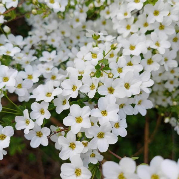 農村常見的花，城裡很少見到，認識的人越來越少