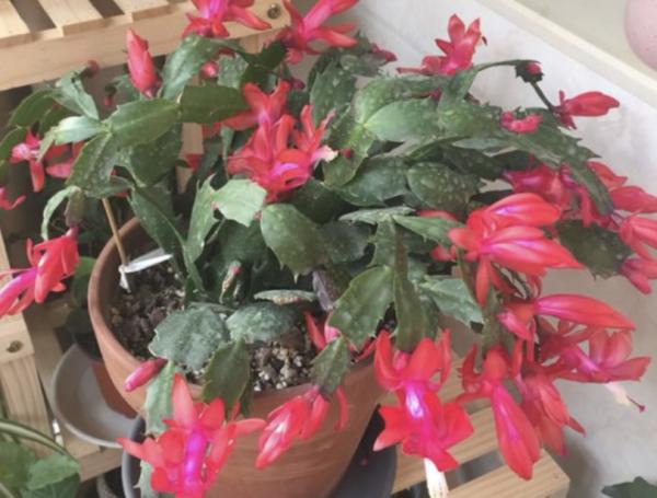 養蟹爪蘭,怎麼催花?沒有磷酸二氫鉀就用它,1個月1次 養蟹爪蘭,怎麼催花?沒有磷酸二氫鉀就用它,1個月1次