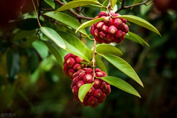 好吃的野果子大盤點，有的身價倍增，快要吃不起了
