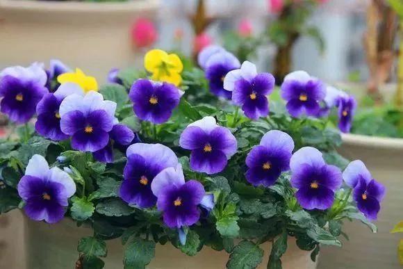 春天養這四種花，花色絢麗好養活，擺在家中美不勝收