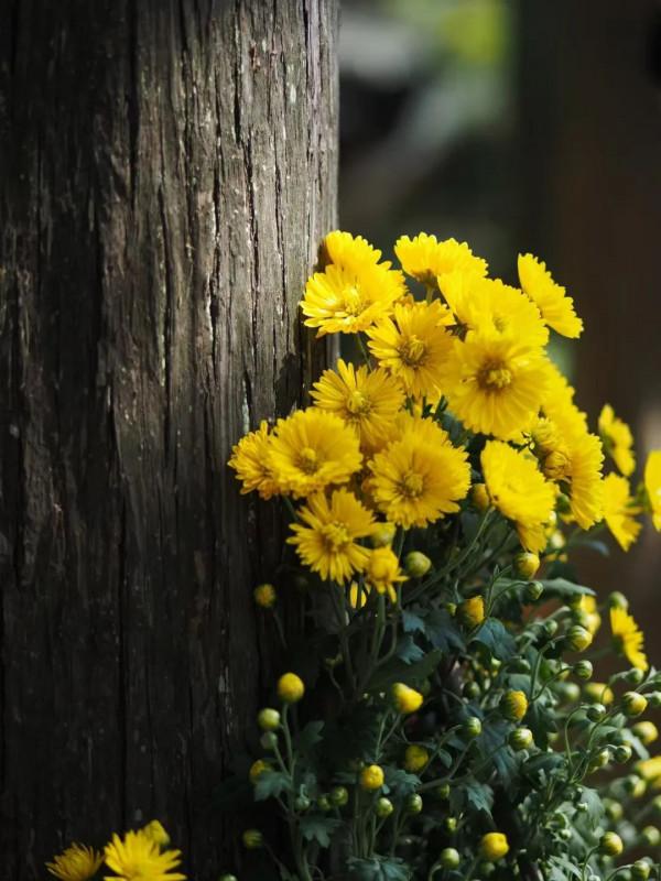 進入最佳觀賞期 進入最佳觀賞期