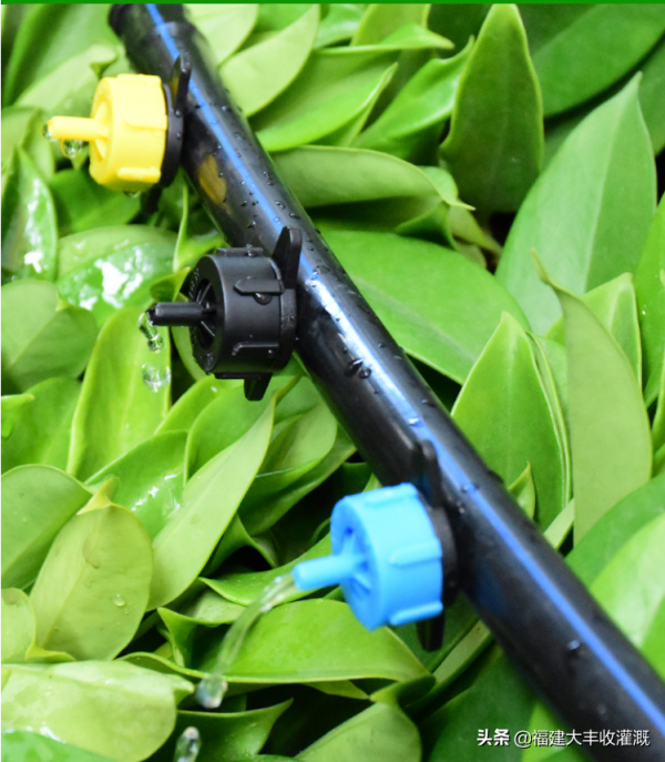 滴灌在農業領域的重要作用，滴灌裝置如何讓農作物&OpenCurlyDoubleQuote;喝飽水&rdquo;？