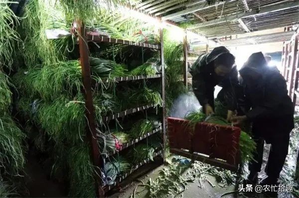 庫存貨2元遭嫌棄，鮮貨一斤20元卻熱銷，農民：高價能到4月