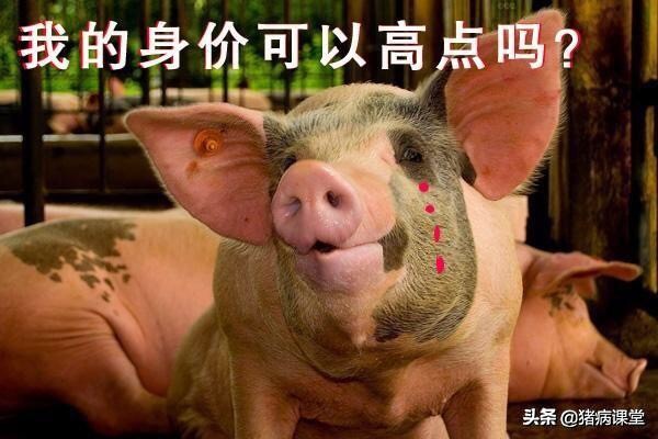 今日生豬價格|保供穩價政策兜底,今日生豬價格終於不跌了 今日生豬價格|保供穩價政策兜底,今日生豬價格終於不跌了