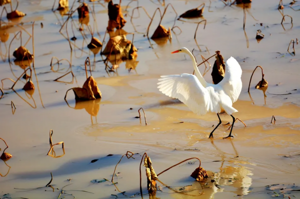 甘肅推特丨美麗天水湖 鷺影弄清波