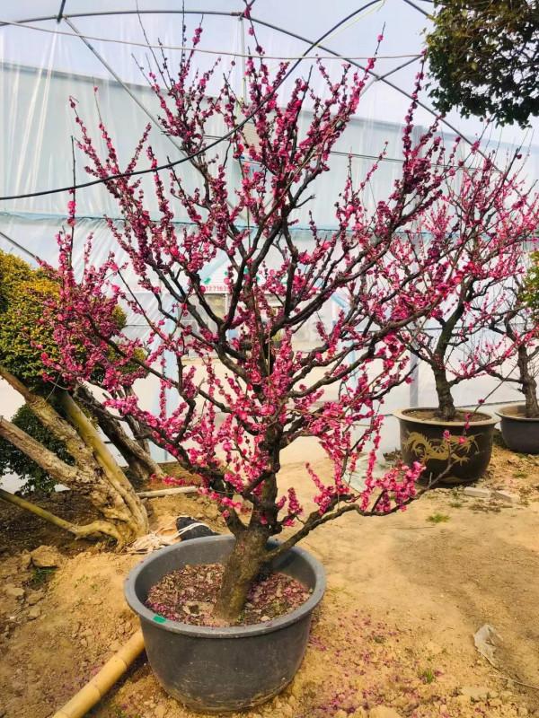 分享一組精品原生態骨裡紅