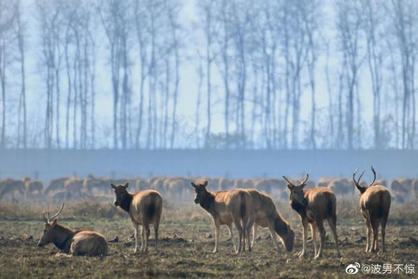 【 秘境麋鹿 】 【 秘境麋鹿 】