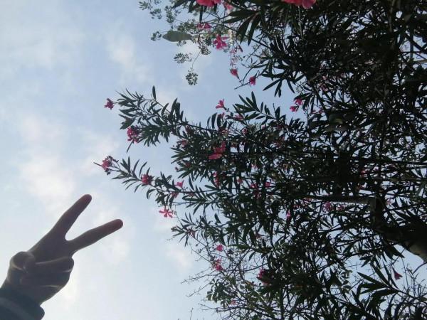 關於植物，總有它的幾分美