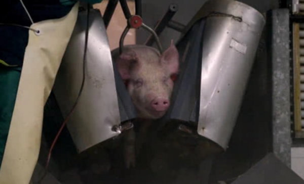 為什麼美國豬肉賣得如此便宜？看看美國人的殺豬流程就明白了