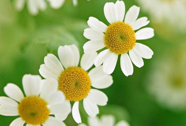 後半生,這4個星座聰明好學,情商超高,註定驚豔綻放 後半生,這4個星座聰明好學,情商超高,註定驚豔綻放