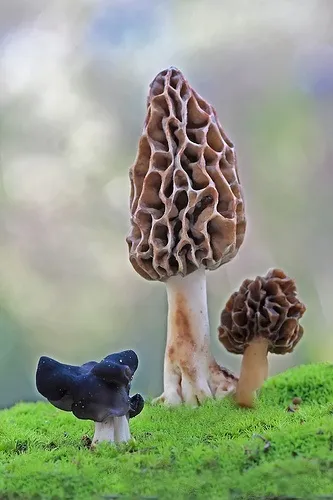 南菌北菇，中國最好吃的菌菇有哪些？