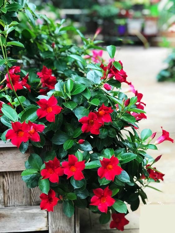 有院子一定要養“8種花”，色彩斑斕，四季有花，漂亮搶眼如花園