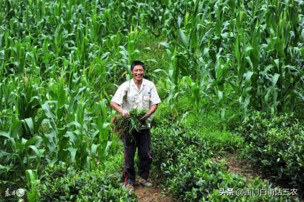 農民朋友注意:土地有償退出進入倒計時,退還是留?早看早知道 農民朋友注意:土地有償退出進入倒計時,退還是留?早看早知道