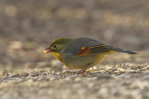 紅嘴相思鳥高畫質大圖 紅嘴相思鳥高畫質大圖