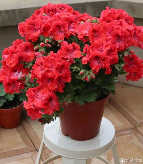 買花也要注意辨別“坑”,才能挑到好花,花開爆盆 買花也要注意辨別“坑”,才能挑到好花,花開爆盆