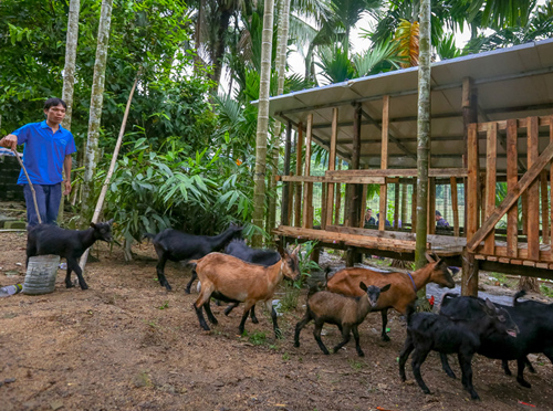農村有一種養羊的生產方式好、經濟效益高,還有利於後續擴張 農村有一種養羊的生產方式好、經濟效益高,還有利於後續擴張