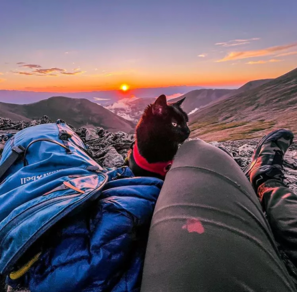 羨慕了！國外網友旅行時撿到一隻流浪貓，貓咪從此開始環遊世界