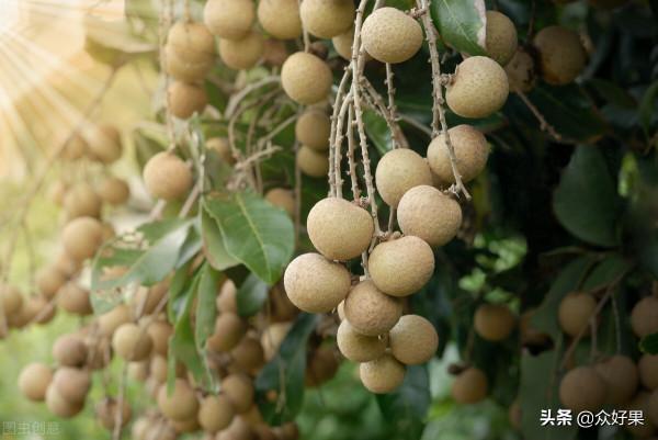 廣西水果面積2028.85萬畝，排名前11的特色水果是哪些？