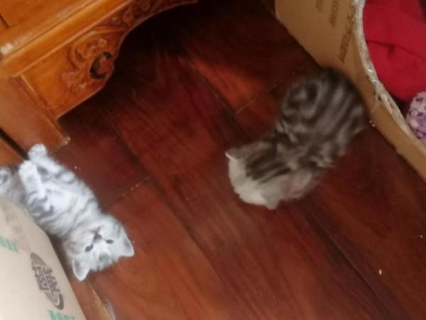 北京朝陽貓姥姥重病小貓咪尋求幫助(不接受捐款) 北京朝陽貓姥姥重病小貓咪尋求幫助(不接受捐款)