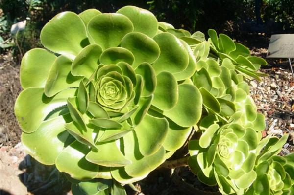 發現多肉植物掉葉子,可以這麼處理 發現多肉植物掉葉子,可以這麼處理