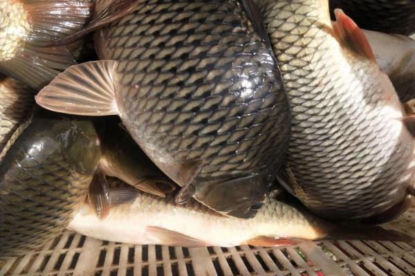 同一個釣位,昨天能連竿今天卻空軍,其中的原因你知道嗎? 同一個釣位,昨天能連竿今天卻空軍,其中的原因你知道嗎?