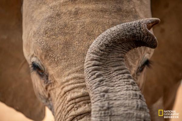 竟能養活非洲象，想必是“非洲第一奶”