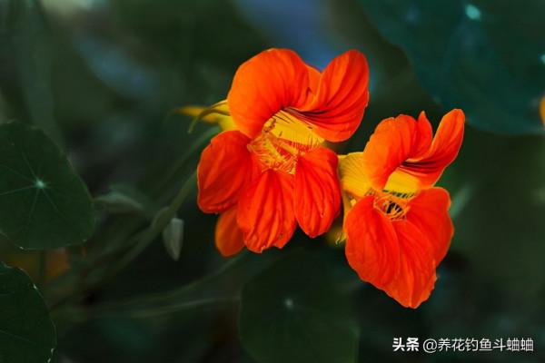 養花怕麻煩,可以選擇旱金蓮,遇水瘋長,無病害還勤花 養花怕麻煩,可以選擇旱金蓮,遇水瘋長,無病害還勤花