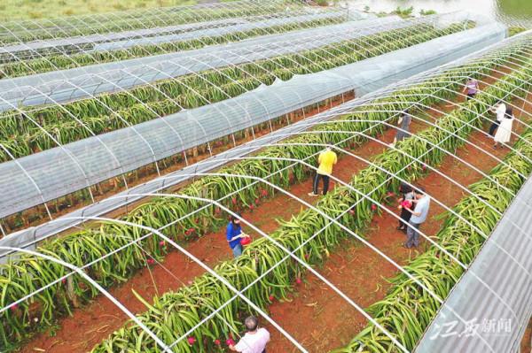 火龍果成了“致富果”,特色農業有奔頭 火龍果成了“致富果”,特色農業有奔頭