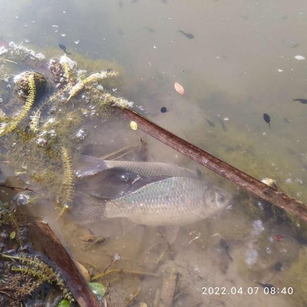 「放生漁獲」遵循不空軍的原則，路邊挖竹筍