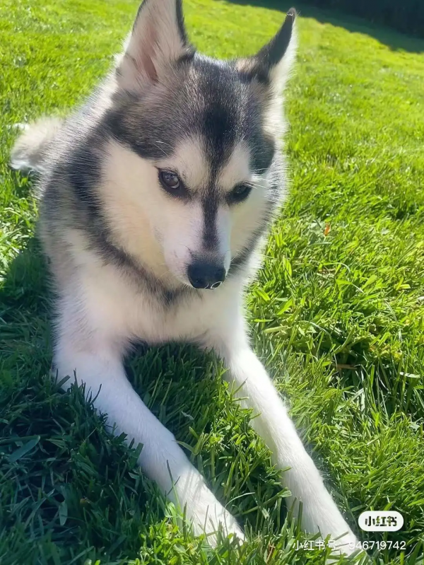 狗狗看了想暗殺主人的照片（閱後即焚）