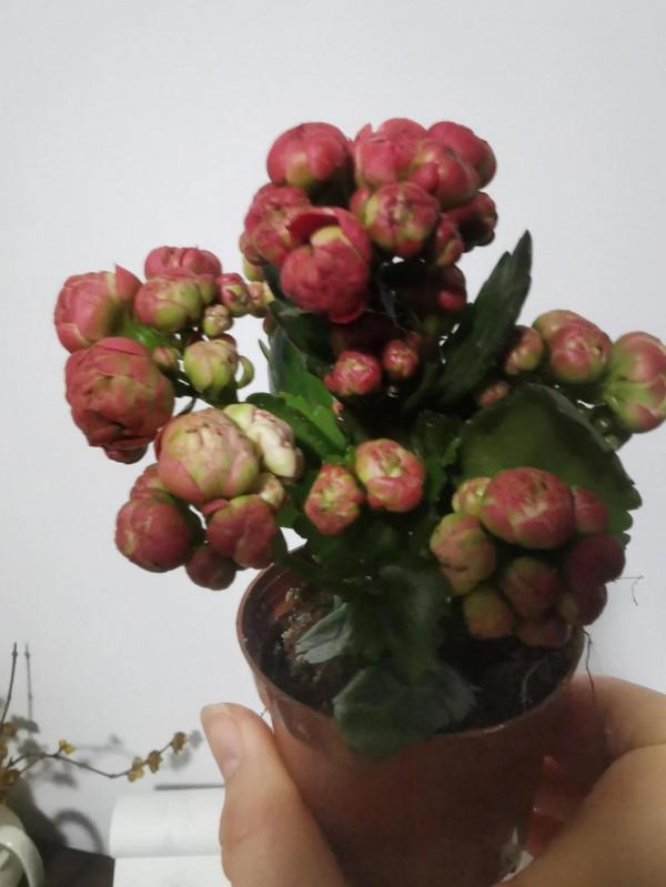 新入手的長壽花