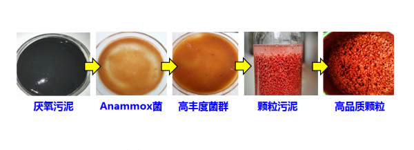 在汙水裡建了一支&OpenCurlyDoubleQuote;特種部隊&rdquo;去淨水，同濟攻克高氨氮廢水脫氮難題丨新科普