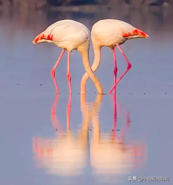 分享——火烈鳥
