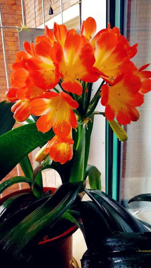 6種年宵花，天生不怕冷，吉吉利利，愛開花，養成大老樁更值錢