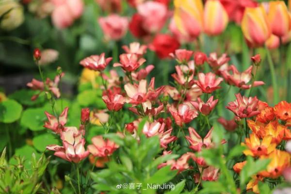 1種花名叫“花毛茛”,開花像是小蝴蝶,顏值超高 1種花名叫“花毛茛”,開花像是小蝴蝶,顏值超高