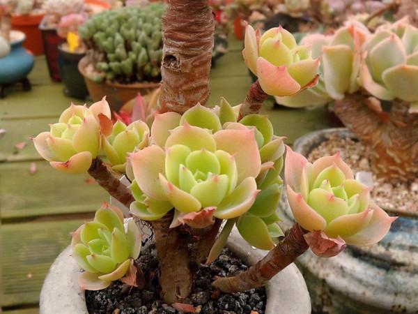 元旦前，“七種花”趕緊搬到陽臺上凍一凍，生長茂盛，花苞呼呼冒