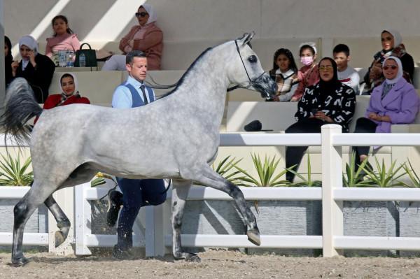 科威特舉行&OpenCurlyDoubleQuote;阿拉伯馬節&rdquo;