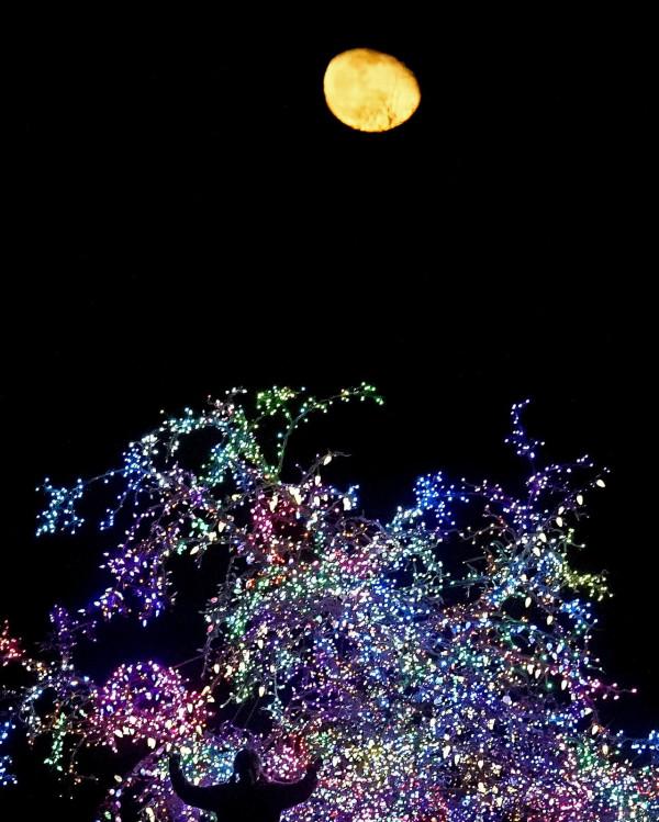 彩燈扮靚“魔法樹”