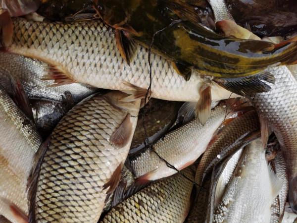 我本來想著搶在洪峰前釣釣魚，沒成想差點沒走出來……