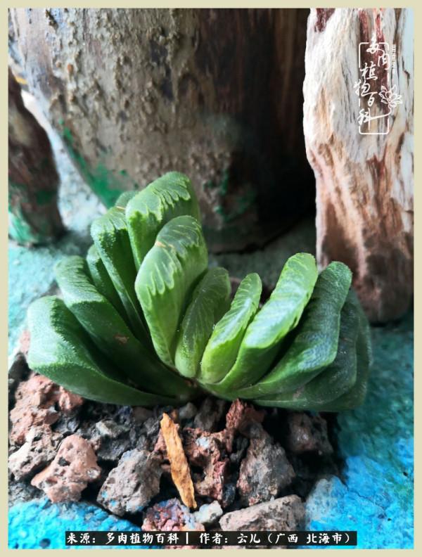 養花種多肉到底有什麼用？答案在這裡