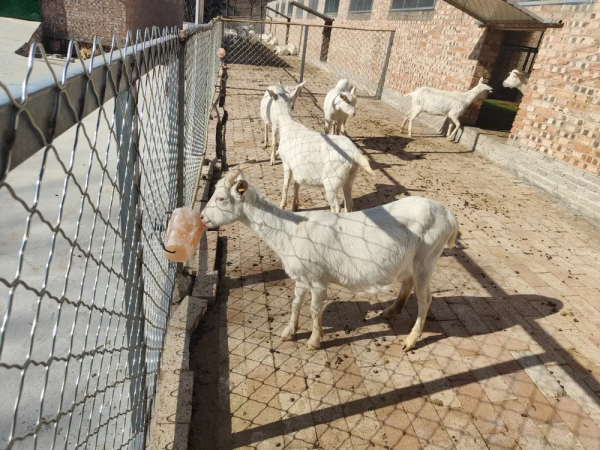 羊都住上了精裝兩室一廳