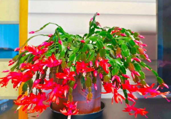 新年養&OpenCurlyDoubleQuote;3種花&rdquo;，耐寒好養漂亮，顏色豐富，熱鬧&OpenCurlyDoubleQuote;喜慶&rdquo;