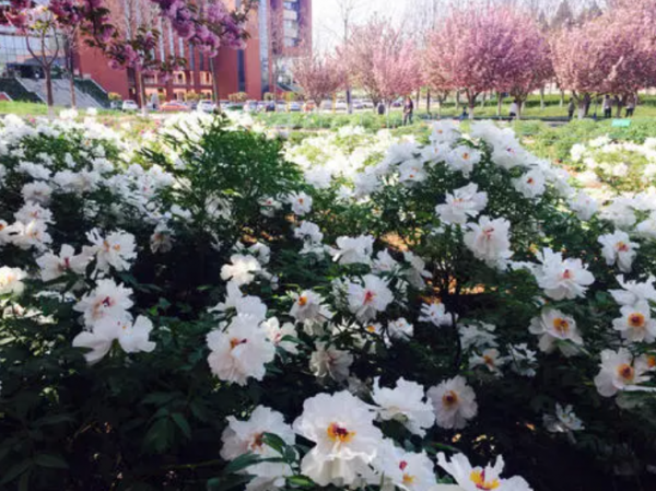 國內十大最美校園名單出爐，學校也開始拼顏值，學習生活兩不誤