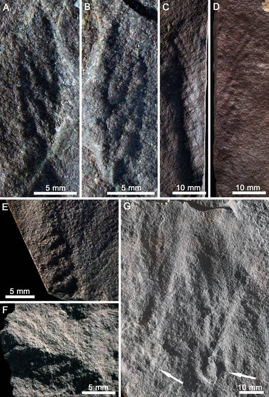 是誰，翻開青藏高原地層天書的扉頁？