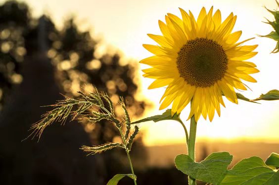 五分鐘讀完《打破墨菲定律》:樂觀主義者的養成之路 五分鐘讀完《打破墨菲定律》:樂觀主義者的養成之路