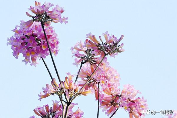 美麗的紫繡球花風鈴木