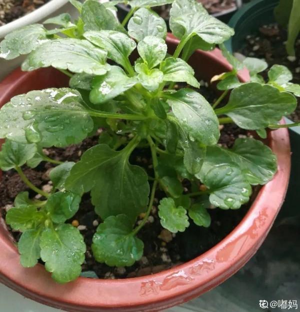 屋裡養盆“香水花”,活脫脫的“活香水”,滿屋香味還特別耐寒 屋裡養盆“香水花”,活脫脫的“活香水”,滿屋香味還特別耐寒