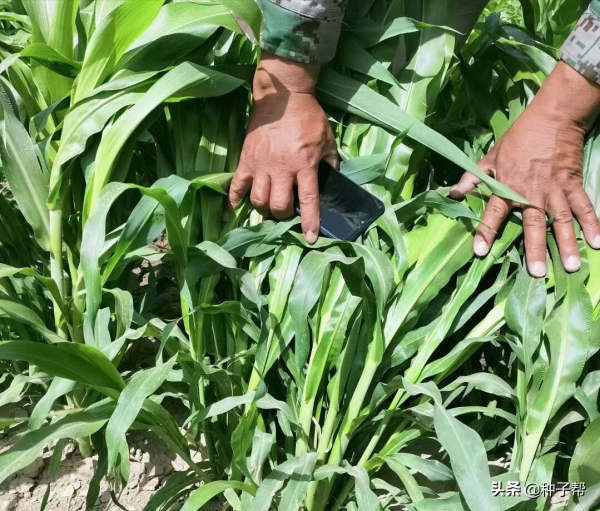 好訊息,中科院又出牧草新品種了,C9巨型甜高粱,能長6.5米 好訊息,中科院又出牧草新品種了,C9巨型甜高粱,能長6.5米