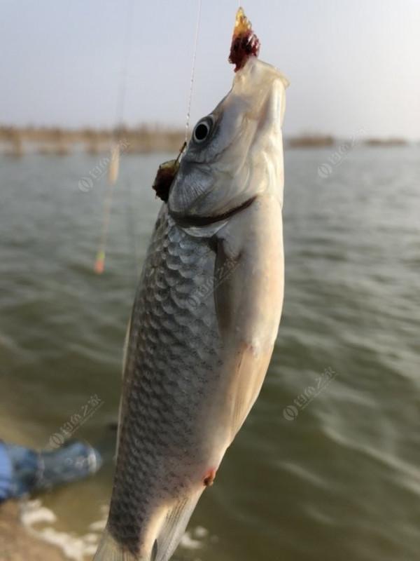 2021垂釣日誌之80，成子湖釣大水面沒想到魚口這麼瘋