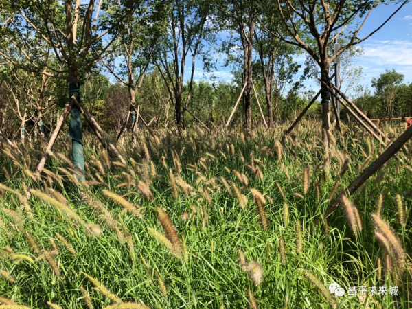 首次曝光！溫榆河公園昌平一期探秘，實在太美了